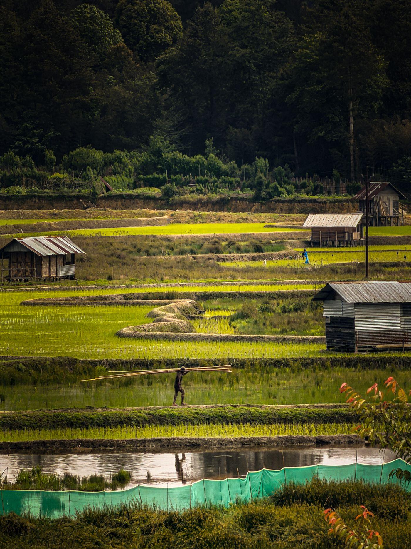Apatani paddy terraces and stilt homes in Ziro valley