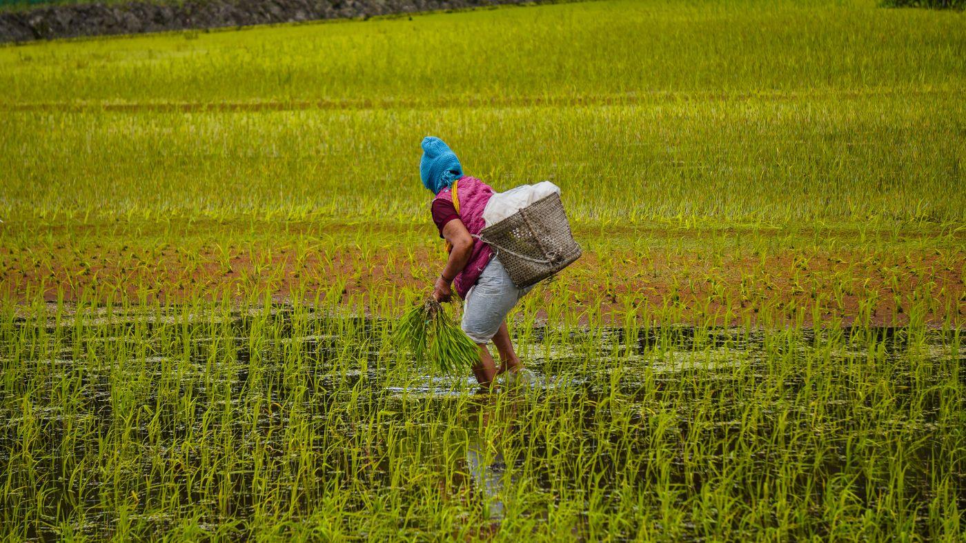 Paddy-field farming in Ziro valley