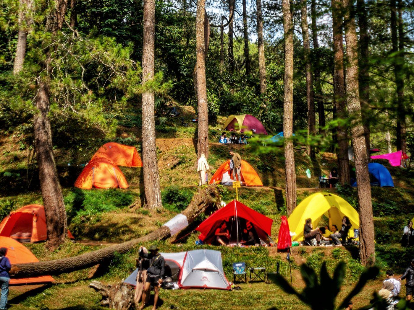 Colourful tents pitched in a Ziro pine forest