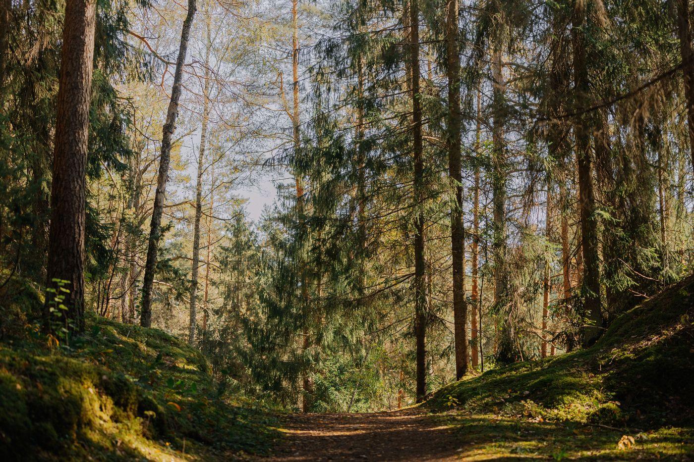 Sunlit pine-forest path in Ziro valley